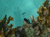 IMG 0977  juvenile yellowfin damselfish