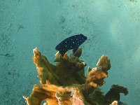 IMG 0979  juvenile yellowfin damselfish