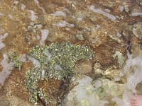 IMG 2000  Shells in a tide pool