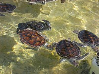 IMG 2038  Turtles, turtles, and more turtles