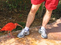 IMG 2068  A Scarlet Ibis adjusts Richard's shoelace