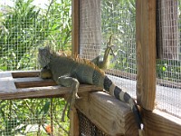 IMG 2087  A large green iguana