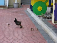 IMG 2119  chickens were everywhere