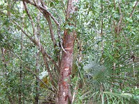 IMG 2141  A red birch tree, used in a variety of ways in traditional island medicine