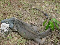 IMG 2154  a blue iguana (endangered)