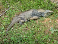 IMG 2155  a blue iguana (endangered)