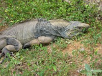 IMG 2156  a blue iguana (endangered)