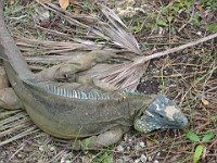 IMG 2158  a blue iguana (endangered)