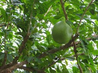 IMG 2276  a fruit