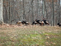 DSC 0084  Turkeys