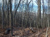 DSC 0478  Laurel Falls Trail above the falls