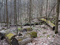 DSC 0485  Laurel Falls Trail above the falls