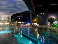 DSC 0619  Ripley's Aquarium of the Smokies