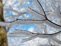 DSC 0726  Ice in the trees along Gregory Ridge