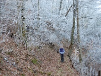 DSC 0747  Teagan in the ice forest along Gregory Ridge at about 4000 ft.