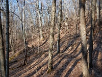 DSC 0750  The trail along Gregory Ridge