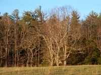 DSC 0890  A tree line in Cades Cove