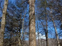 DSC 0929  Teagan dwarfed by a huge yellow poplar along the Ramsey Cascades Trail