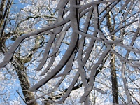 IMG 2839  Ice in the trees showing the wind pattern along the Gregory Ridge Trail at about 4000 feet