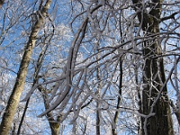 IMG 2840  Ice in the trees showing the wind pattern along the Gregory Ridge Trail at about 4000 feet
