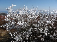 IMG 2852  Ice in the bushes on Gregory Bald