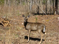IMG 2952  A deer near the barn at Elijah Oliver's Place in Cades Cove