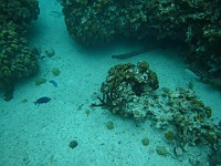 IMG 1208  a nurse shark tail sticking out underneath the coral