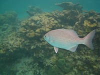 IMG 1233  Bermuda Chub at Cemetery Reef