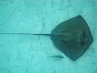 IMG 1242a  Stingray at Cemetery Reef