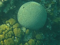 IMG 1244a  brain coral at Cemetery Reef