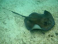 IMG 1254a  Stingray at Smith's Cove