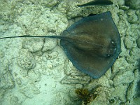 IMG 1256a  Stingray at Smith's Cove