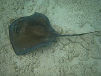 IMG 1266  Stingray at Smith's Cove