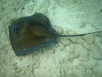 IMG 1266a  Stingray at Smith's Cove