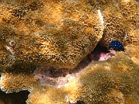 IMG 1278  Juvenile Yellowtail Damselfish
