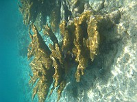 IMG 1282  Elkhorn coral at Smith's Cove