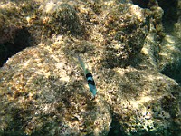 IMG 1314  Bluehead wrasse at Smith's Cove