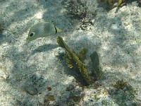 IMG 1320  Four-eye butterfly fish