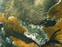 IMG 1326  Pencil urchin between brain coral and staghorn coral