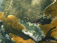 IMG 1326  Pencil urchin between brain coral and staghorn coral