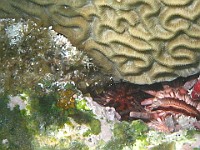 IMG 1328  Pencil urchin between brain coral and staghorn coral