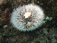 IMG 1331  White urchin on the ironshore (under water) at Smith's Cove