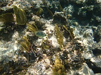 IMG 1333  Four-eye butterfly fish