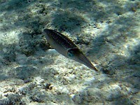 IMG 1335 crop  Cuddlefish at Smith's Cove