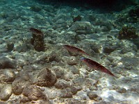 IMG 1336 crop  Cuddlefish at Smith's Cove