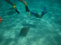 IMG 1365  Derek approaching a stingray