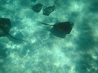 IMG 1373a  There were several stingrays checking us out