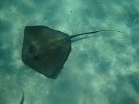 IMG 1392  one of the larger rays in our group