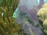 IMG 1398  A purple sea fan at Coral Gardens