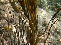 IMG 1470  Several flamingo tongues on a soft coral